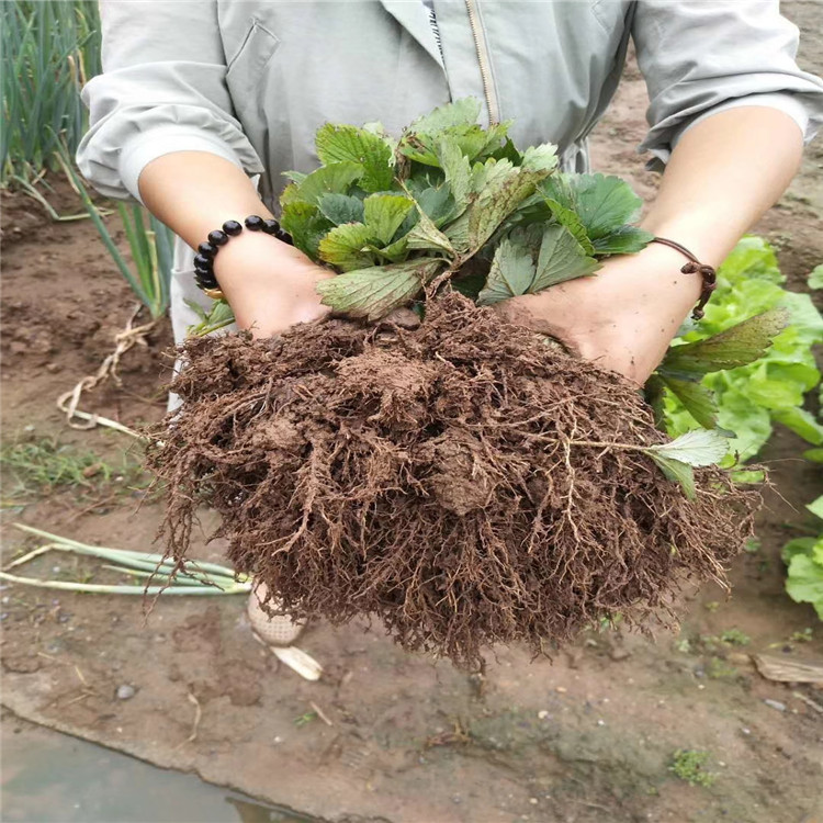 貴妃草莓苗、貴妃草莓苗新品種