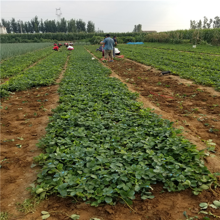 吐德拉草莓苗出售、吐德拉草莓苗價格及基地