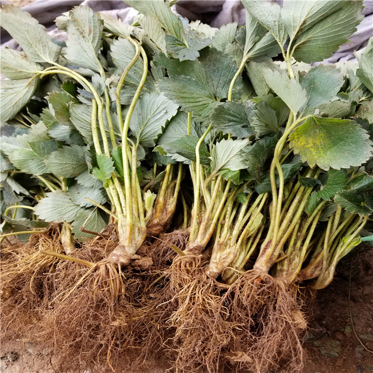 2020年红玫瑰草莓苗报价2020年红玫瑰草莓苗价格