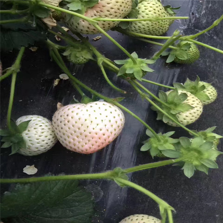 山東麥特萊草莓苗、麥特萊草莓苗價格