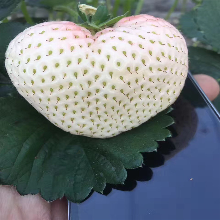 出售甜查理草莓苗、甜查理草莓苗價(jià)格及基地