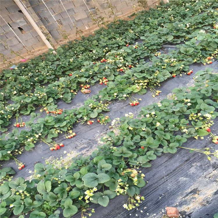 草莓種苗、草莓種苗價(jià)格