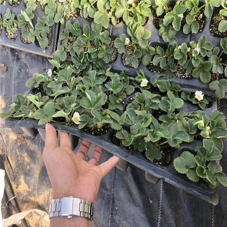 森嘎拉草莓苗價格、森嘎拉草莓苗價格及報價