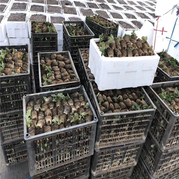 大白草莓苗、大白草莓苗價錢
