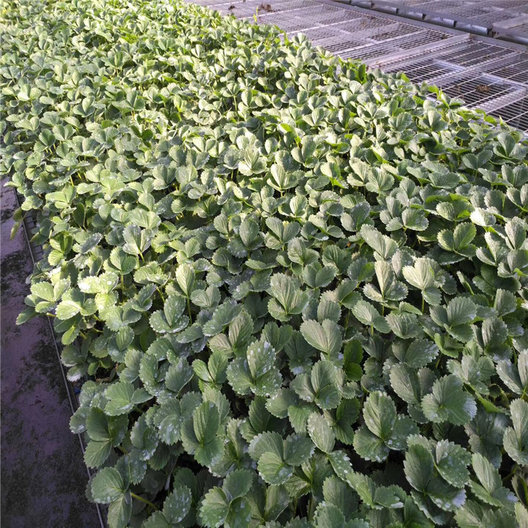 出售甜查理草莓苗、甜查理草莓苗價(jià)格及基地