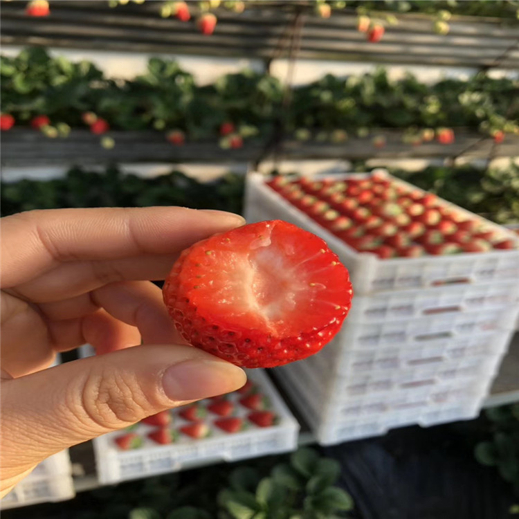幸之花草莓苗價格及基地