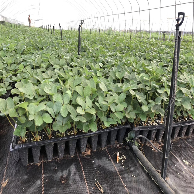 達賽萊克特草莓苗、達賽萊克特草莓苗價格