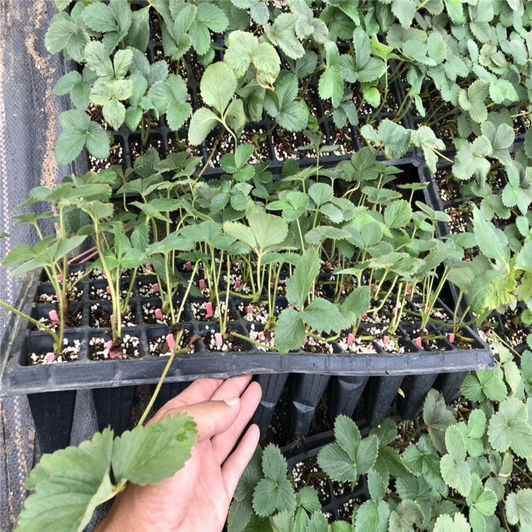 吐德拉草莓苗出售、吐德拉草莓苗價格及基地