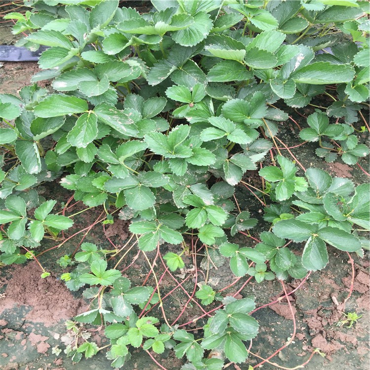 吐德拉草莓苗出售、吐德拉草莓苗價格及基地