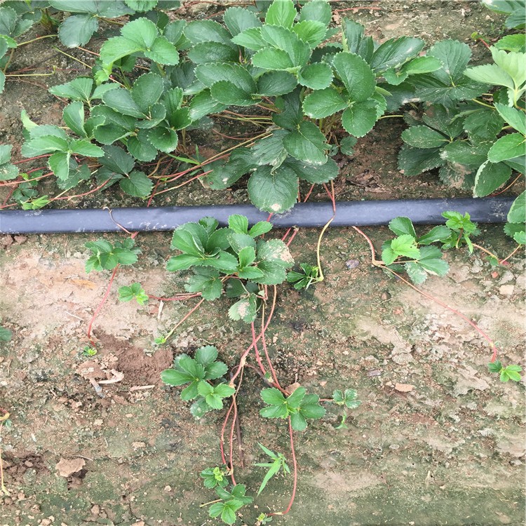 幸之花草莓苗品種