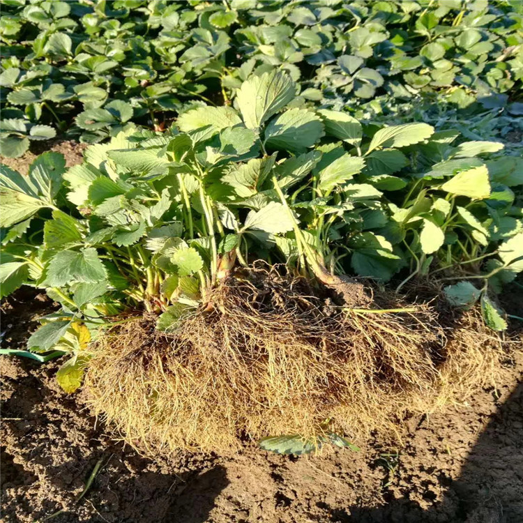 達賽萊克特草莓苗、達賽萊克特草莓苗價格