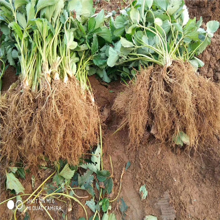 批發(fā)哈尼草莓苗、批發(fā)哈尼草莓苗價(jià)格及報(bào)價(jià)