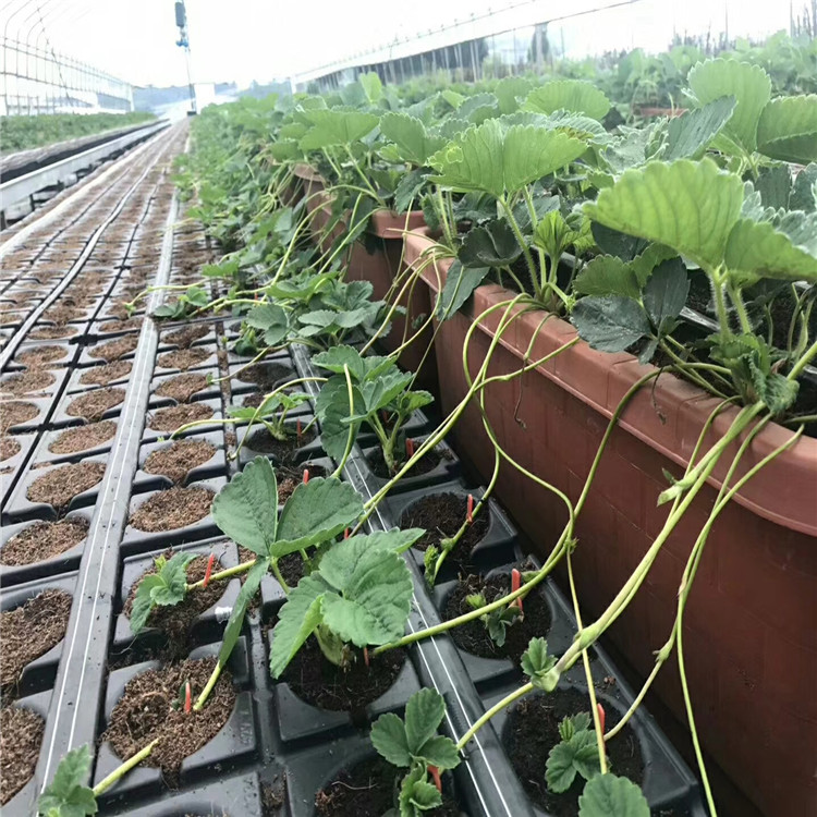 出售京泉香草莓苗、出售京泉香草莓苗價(jià)格
