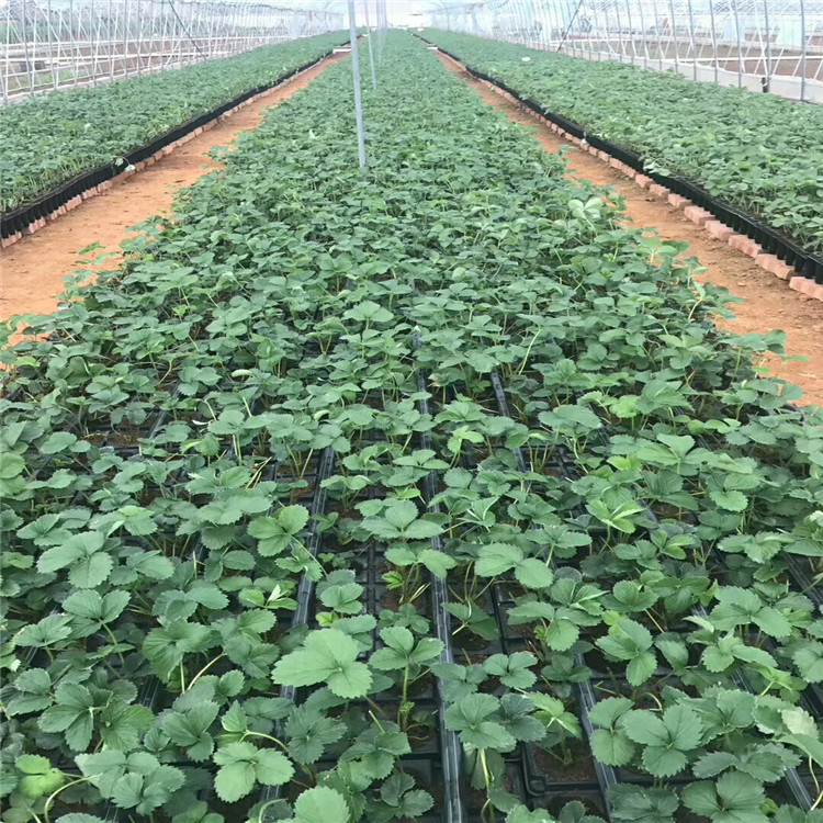 幸之花草莓苗價格及基地