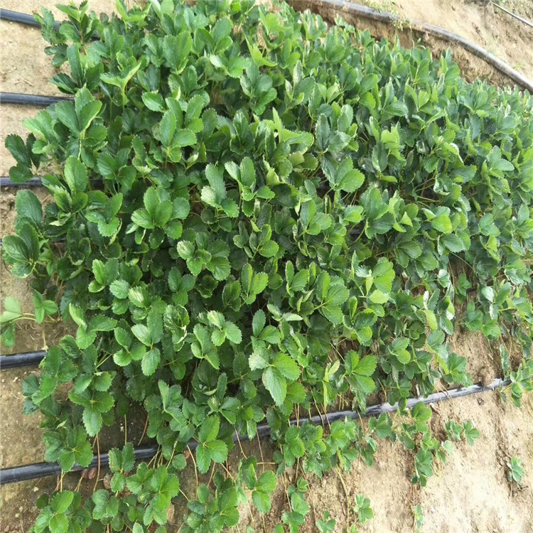 達賽萊克特草莓苗、達賽萊克特草莓苗價格