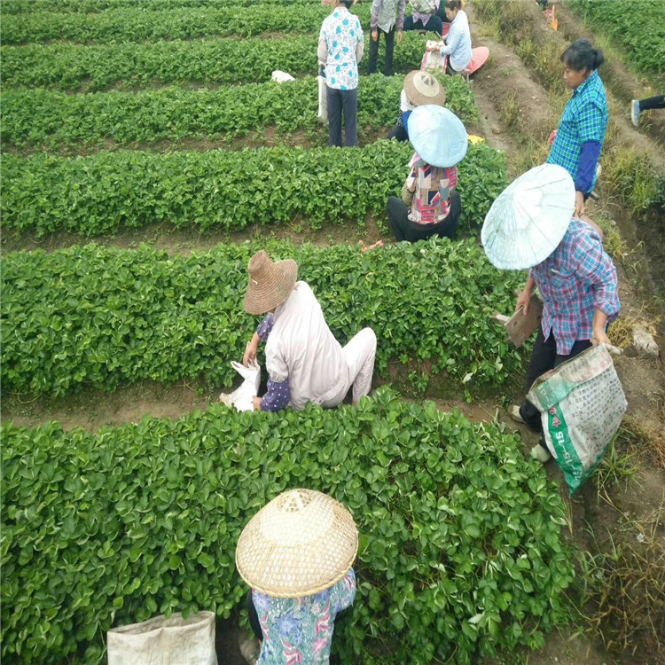 紅玫瑰草莓苗出售基地、紅玫瑰草莓苗價(jià)格及報(bào)價(jià)