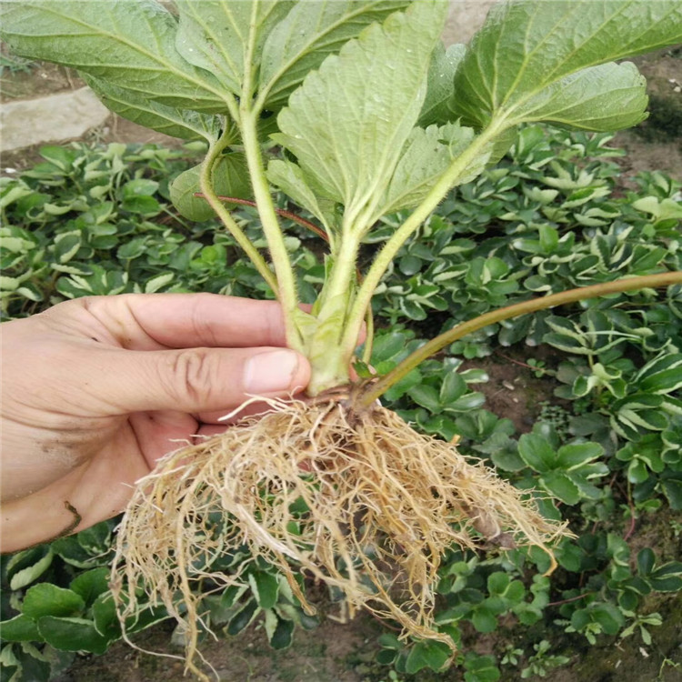貴妃草莓苗、貴妃草莓苗新品種