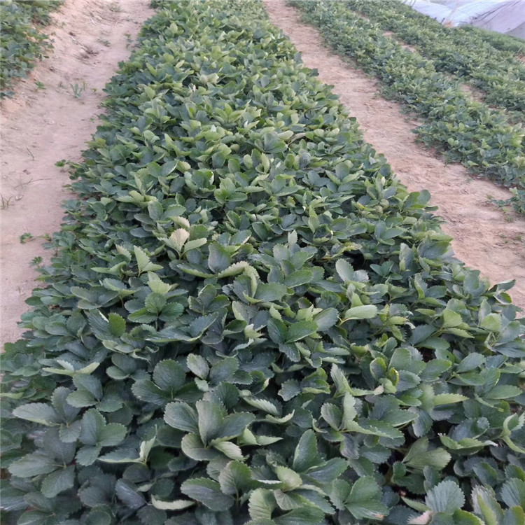 出售京泉香草莓苗、出售京泉香草莓苗價(jià)格