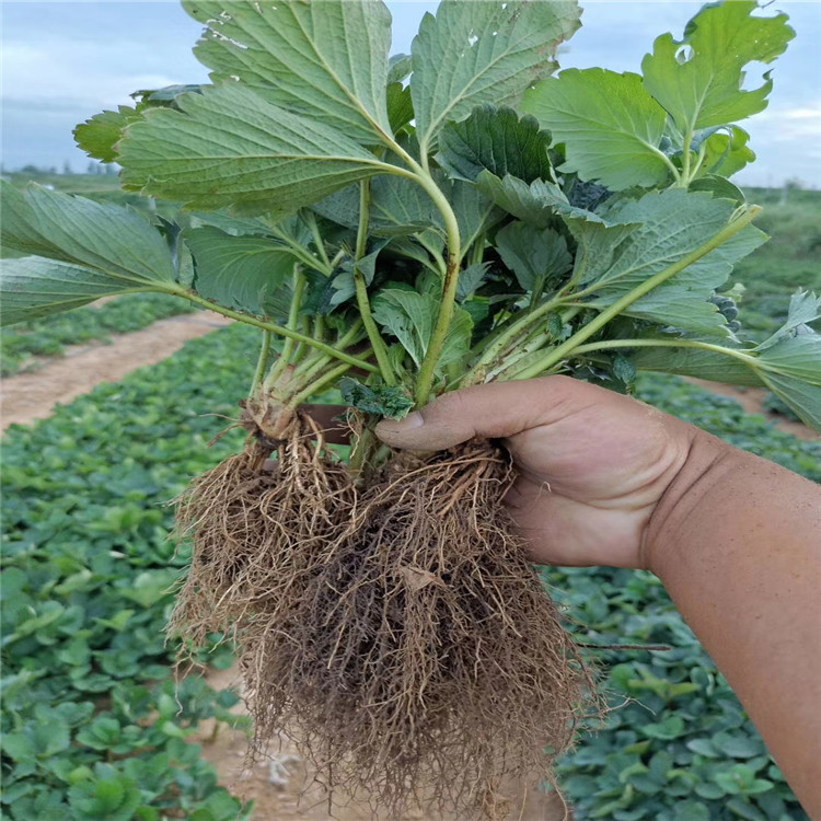 吐德拉草莓苗出售、吐德拉草莓苗價格及基地