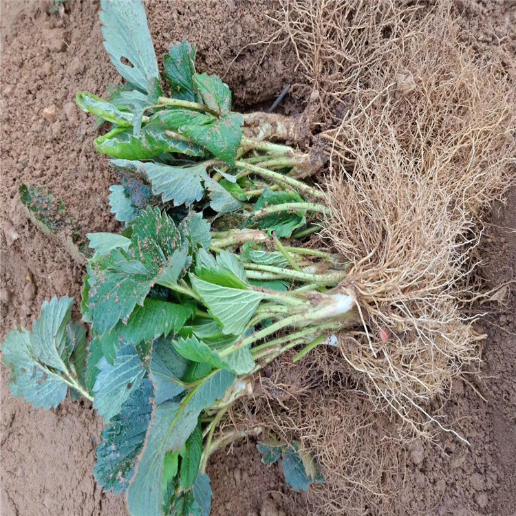 達(dá)賽草莓苗報價、達(dá)賽草莓苗價格