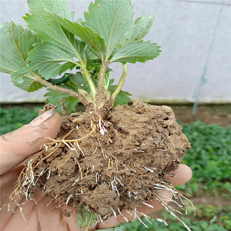 出售鈣維他草莓苗、鈣維他草莓苗價(jià)格及基地
