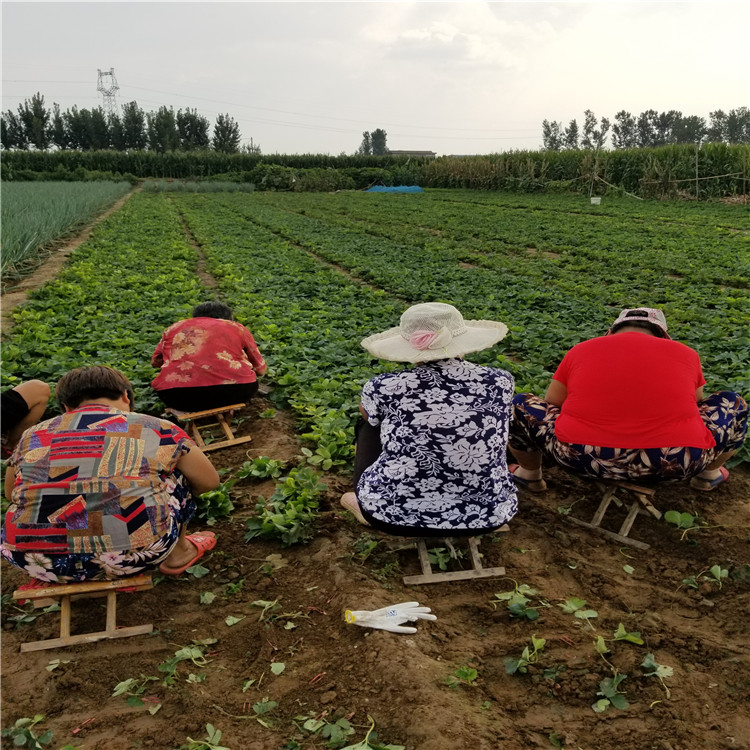 山東牛奶草莓苗價格、山東牛奶草莓苗基地