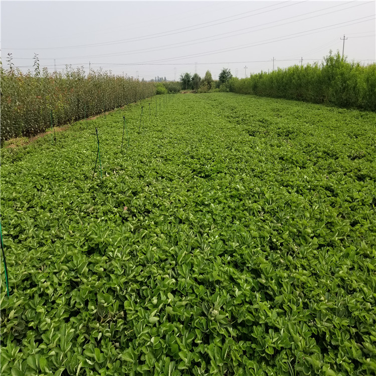 出售四季草莓草莓苗、出售四季草莓草莓苗價(jià)格及基地
