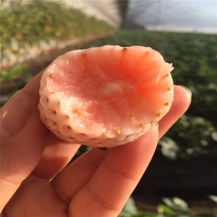 出售鈣維他草莓苗、鈣維他草莓苗價(jià)格及基地