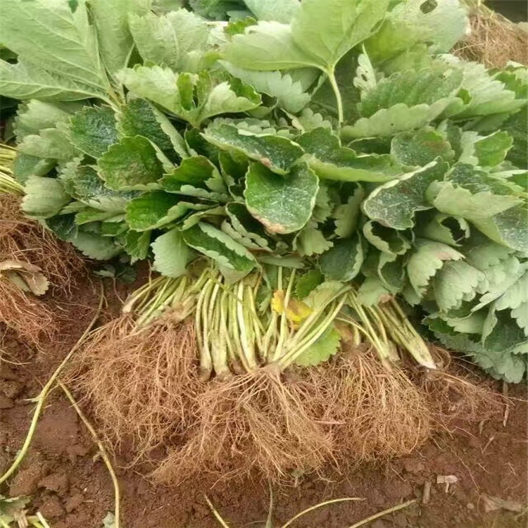 出售草莓苗、出售草莓苗批發(fā)