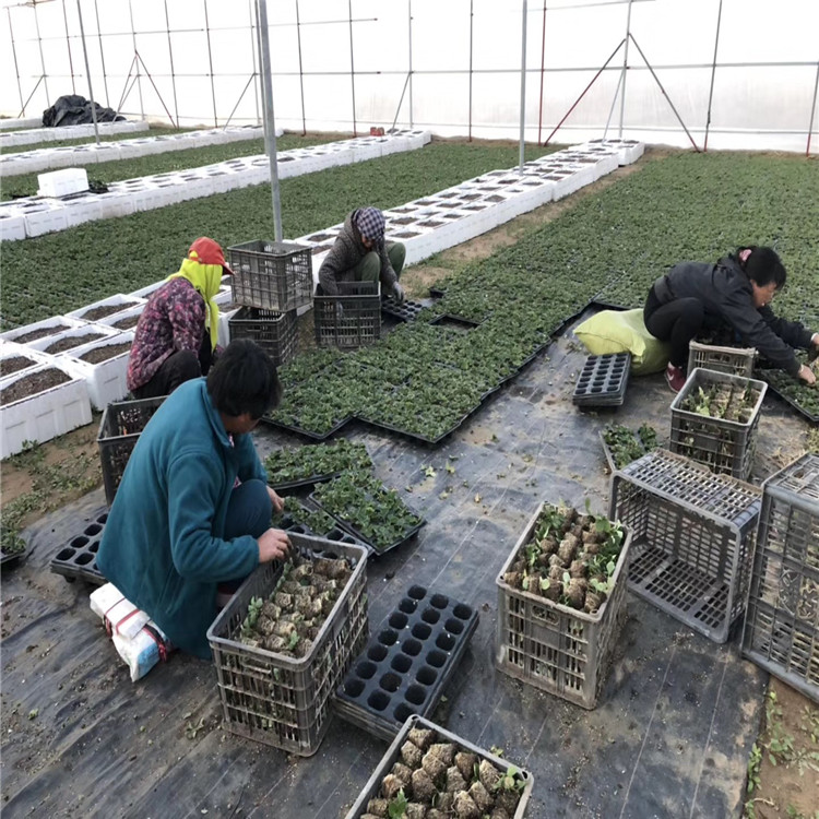 出售草莓苗、出售草莓苗批發(fā)