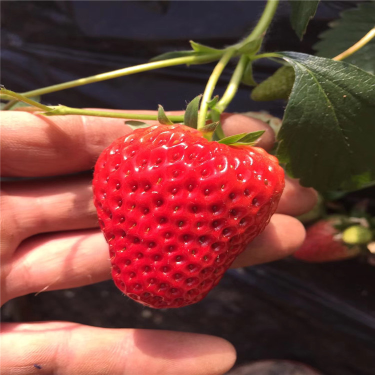 出售四季草莓草莓苗、出售四季草莓草莓苗價(jià)格及基地