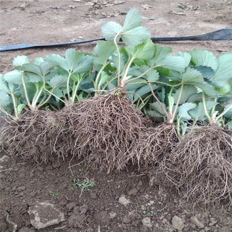 出售鈣維他草莓苗、鈣維他草莓苗價(jià)格及基地