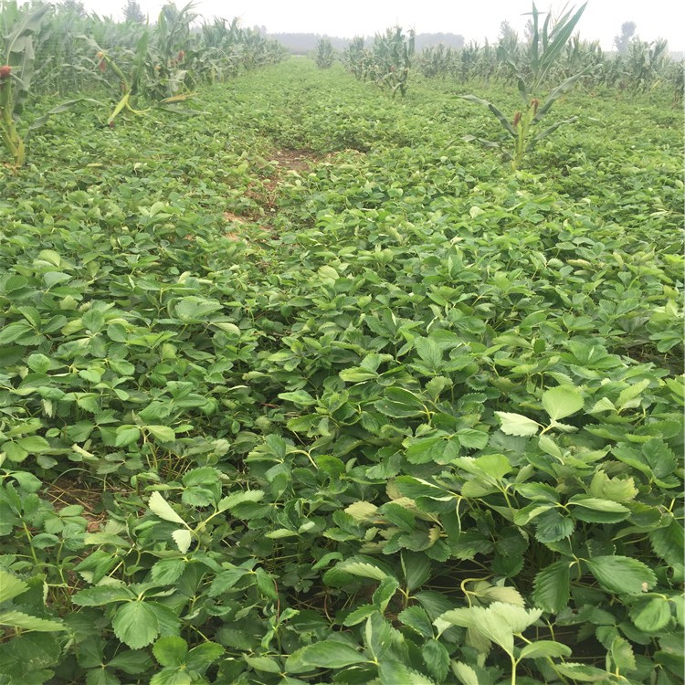 麥特萊草莓苗價(jià)格、麥特萊草莓苗基地