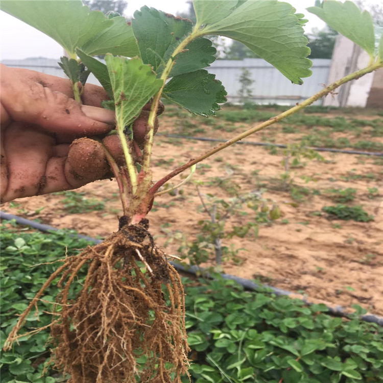 章姬草莓苗、章姬草莓苗基地