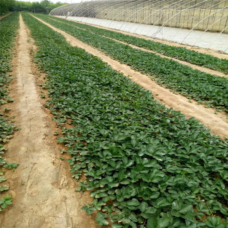 麥特萊草莓苗價(jià)格、麥特萊草莓苗基地