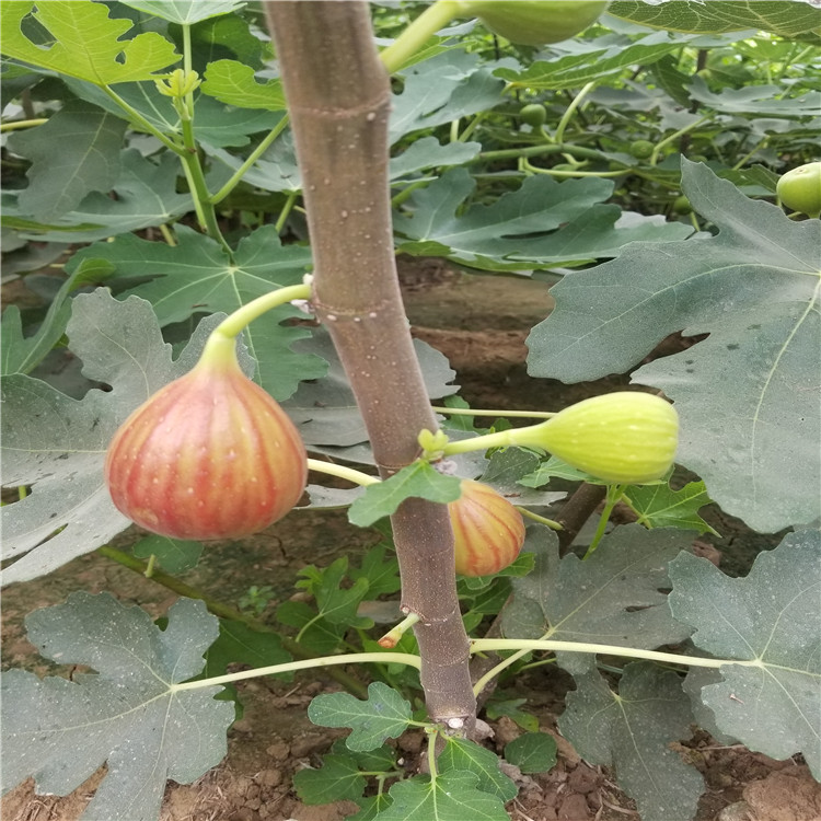 芭劳奈无花果树苗价格、芭劳奈无花果树苗基地