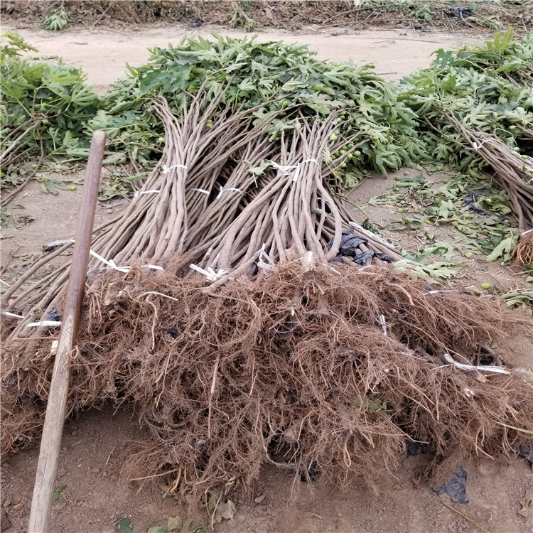 批发山东无花果树苗、山东无花果树苗价格及基地