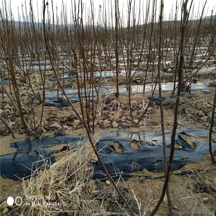 白马赛无花果苗、白马赛无花果苗基地及价格