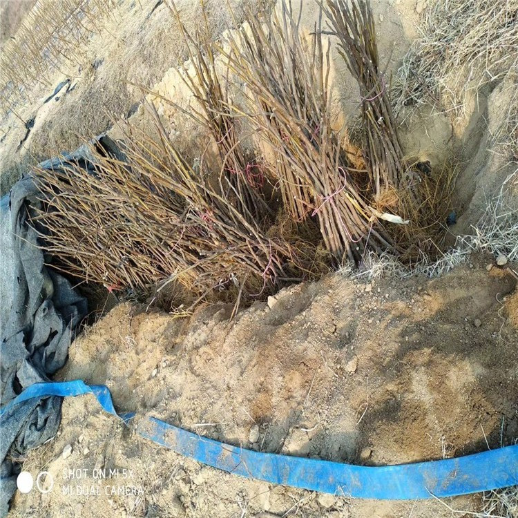 白马赛无花果树苗价格、白马赛无花果树苗报价