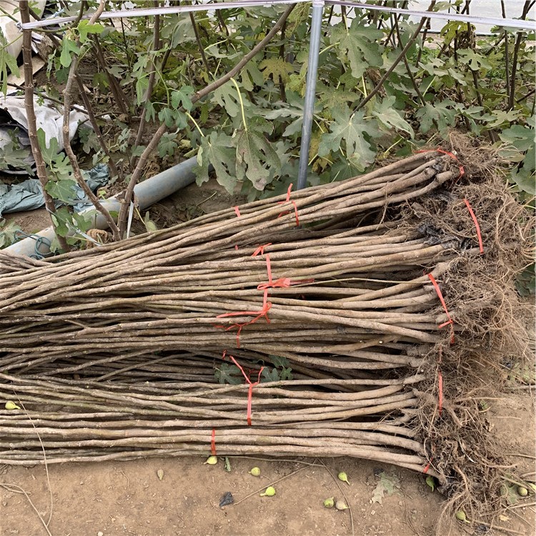 芭劳奈无花果树苗价格、芭劳奈无花果树苗基地