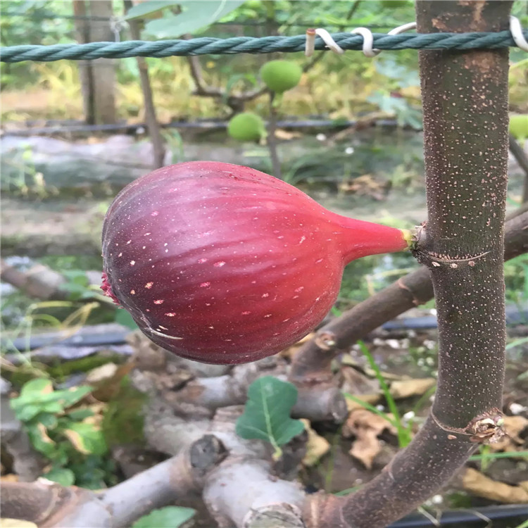 威海青皮无花果苗出售、威海青皮无花果苗基地