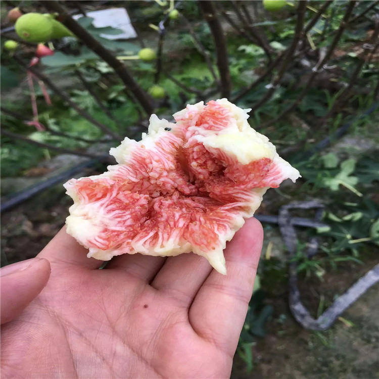 山東無花果苗、山東無花果苗報價