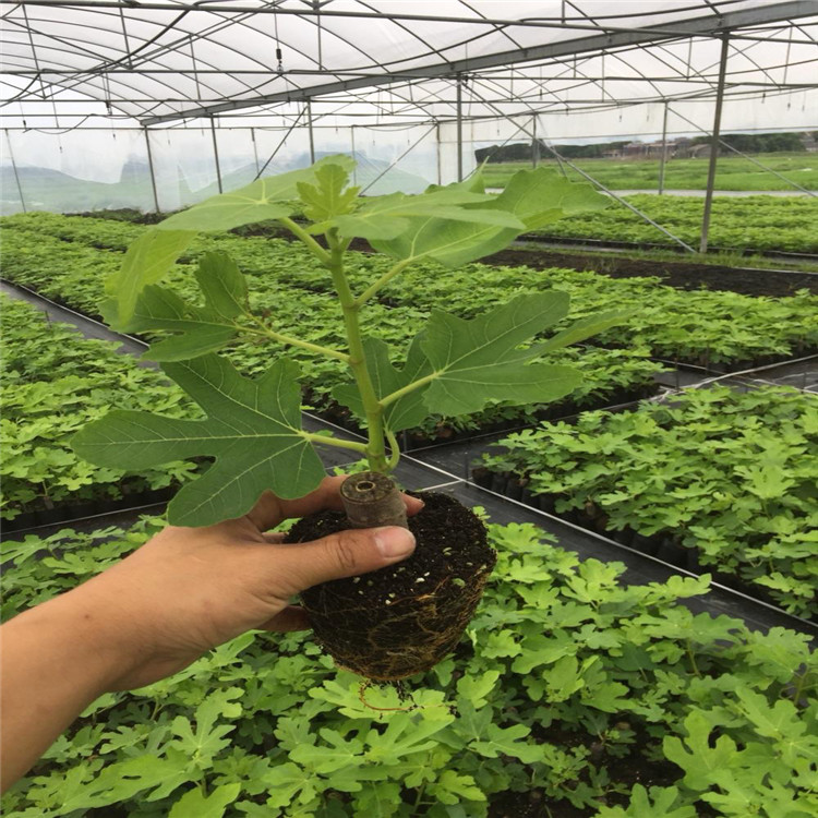 芭劳奈无花果树苗出售、芭劳奈无花果树苗价格