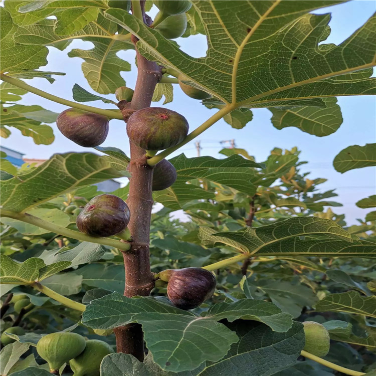 白马赛无花果树苗价格、白马赛无花果树苗报价