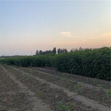 布兰瑞克无花果苗出售、布兰瑞克无花果苗价格图片