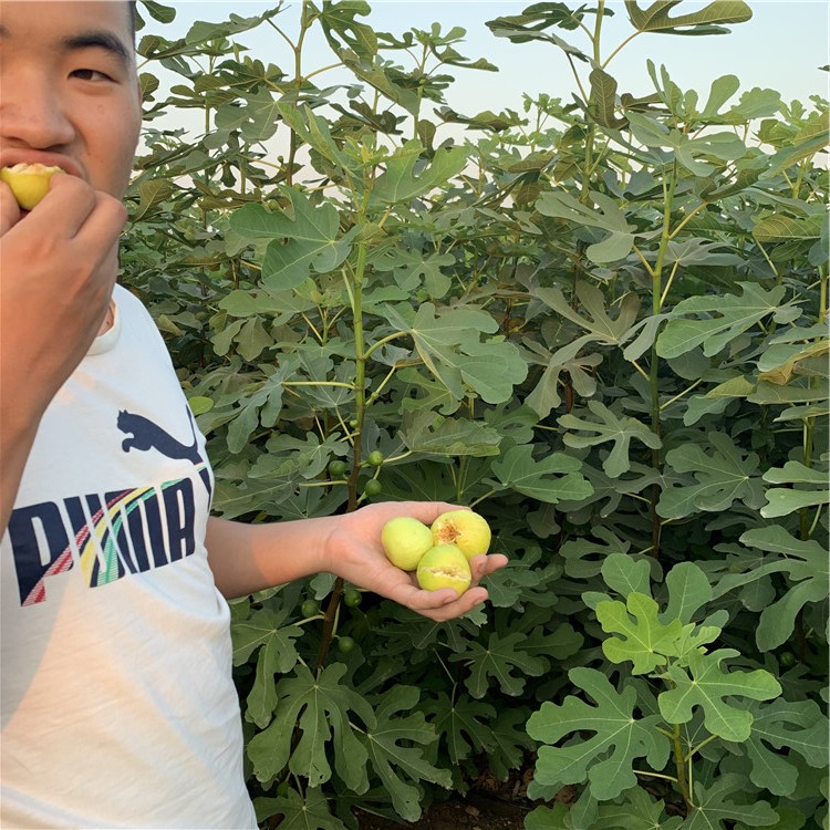 批发红心无花果树苗、批发红心无花果树苗基地