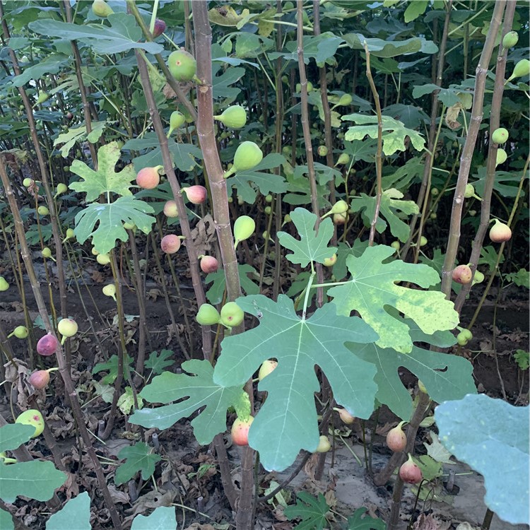 威海青皮无花果苗出售、威海青皮无花果苗基地