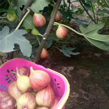 批發(fā)紅心無花果樹苗、批發(fā)紅心無花果樹苗基地