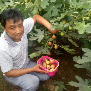 沙漠王无花果树苗、沙漠王无花果树苗品种