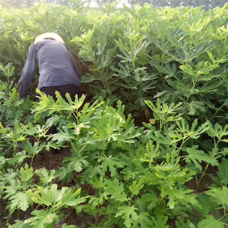 波姬红无花果树苗批发、波姬红无花果树苗价格及基地